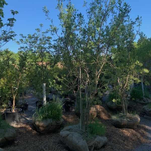 Trees - Image 2