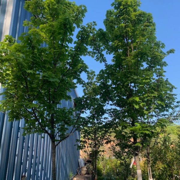 Trees - Image 3