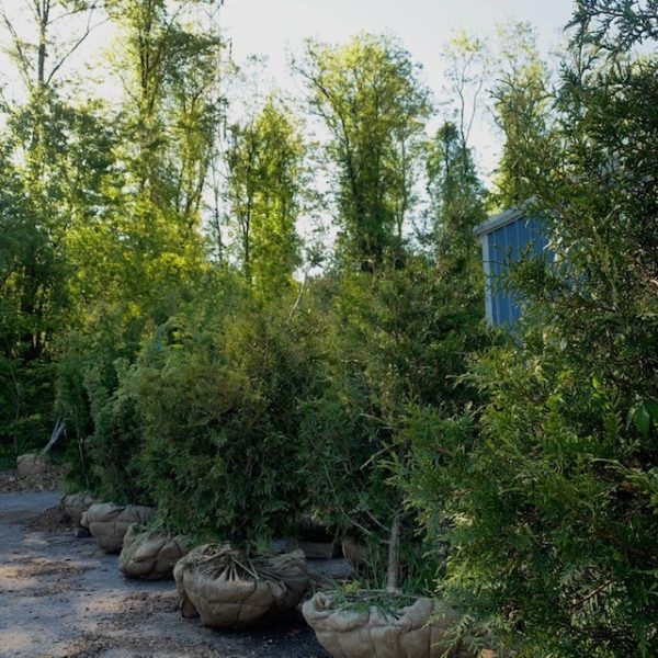 Trees - Image 4