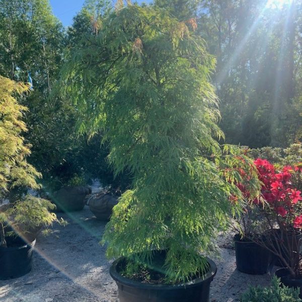 Trees - Image 6