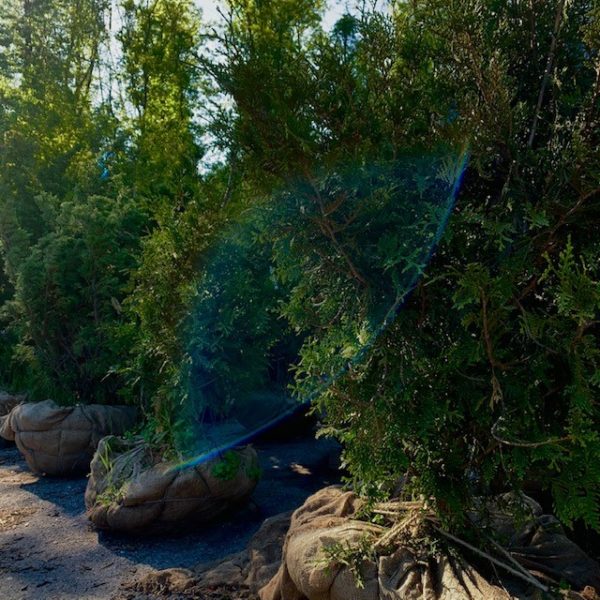 Trees