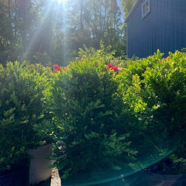 Bushes/Flowers - Image 2