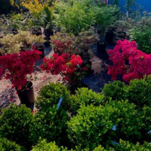 bushes