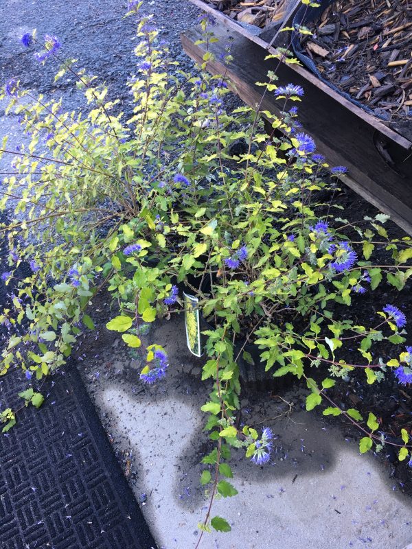 Bushes/Flowers - Image 5